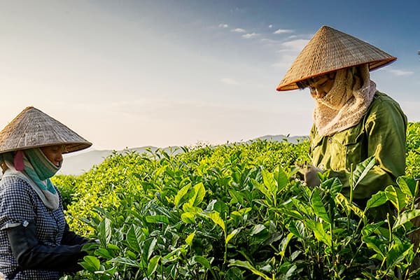 Vietnamese tea culture