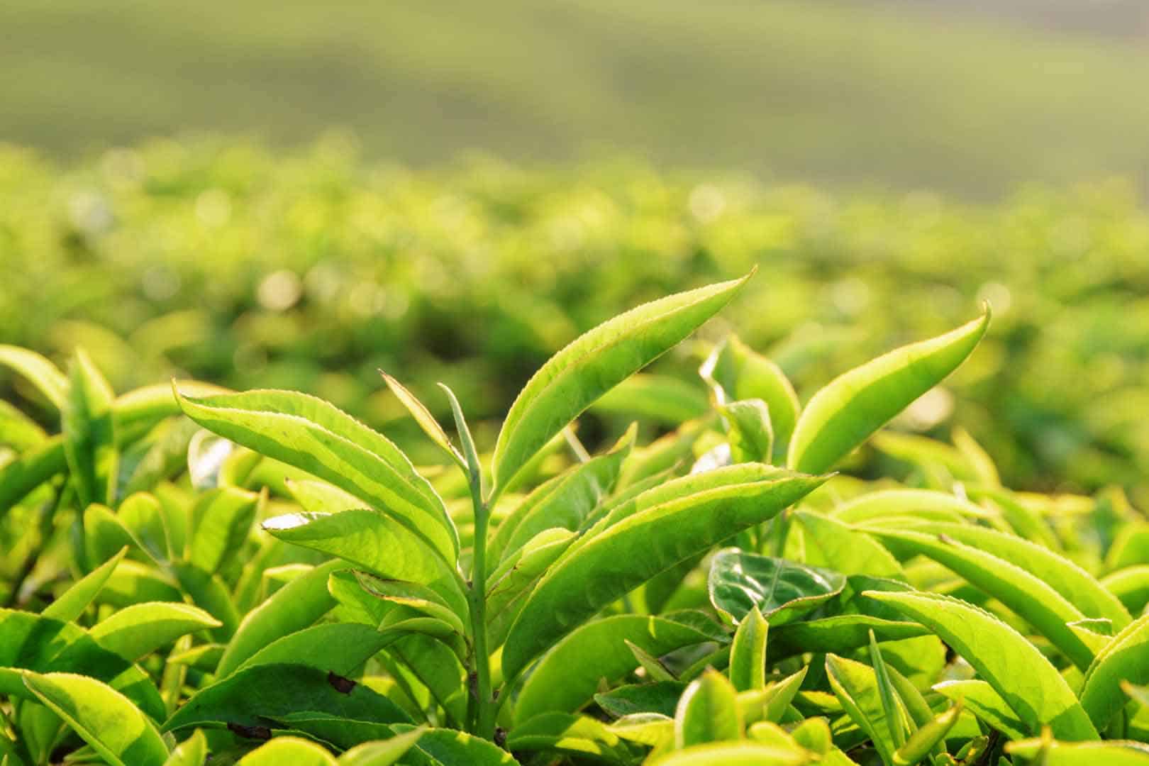 The Perfect Green Tea Temperature