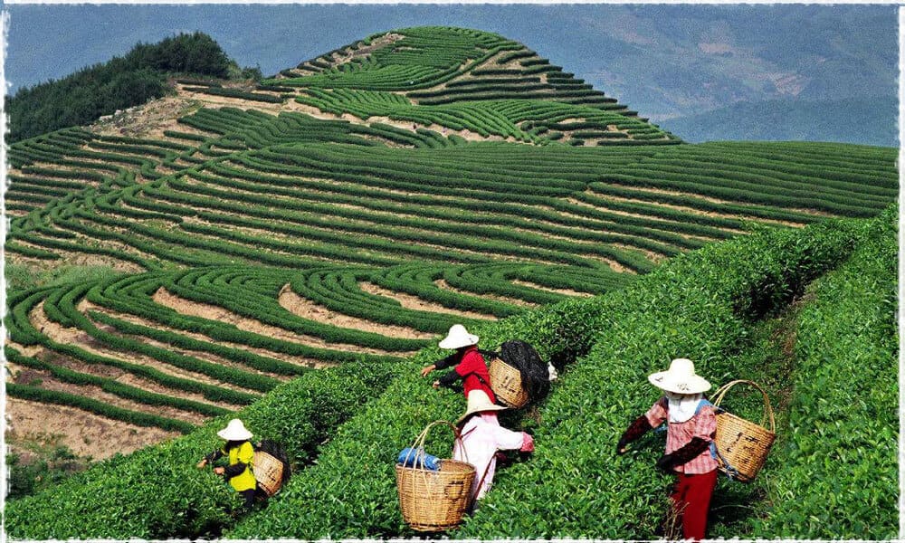 Terroir of Yunnan Pu-erh Tea