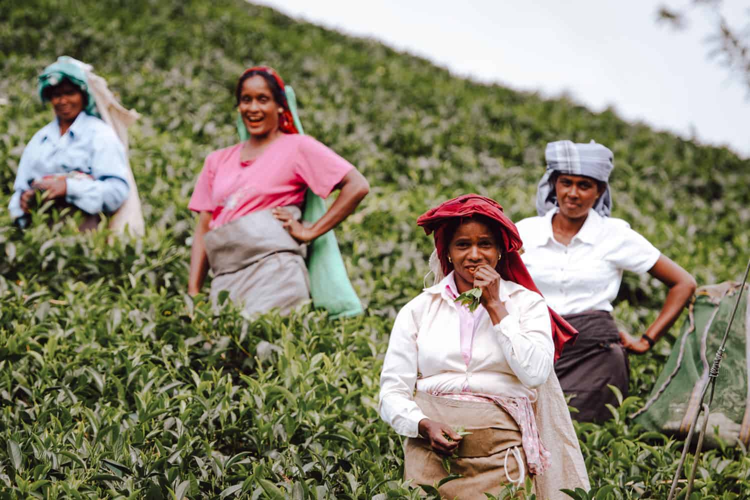 Tea Lover's Guide to Sri Lanka