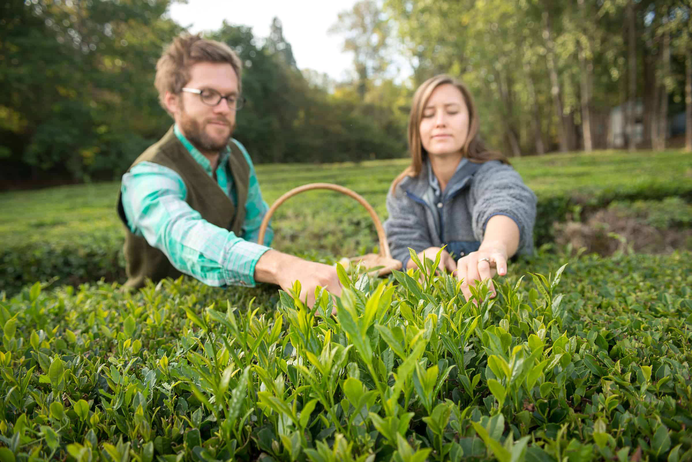 Growing Your Own Tea