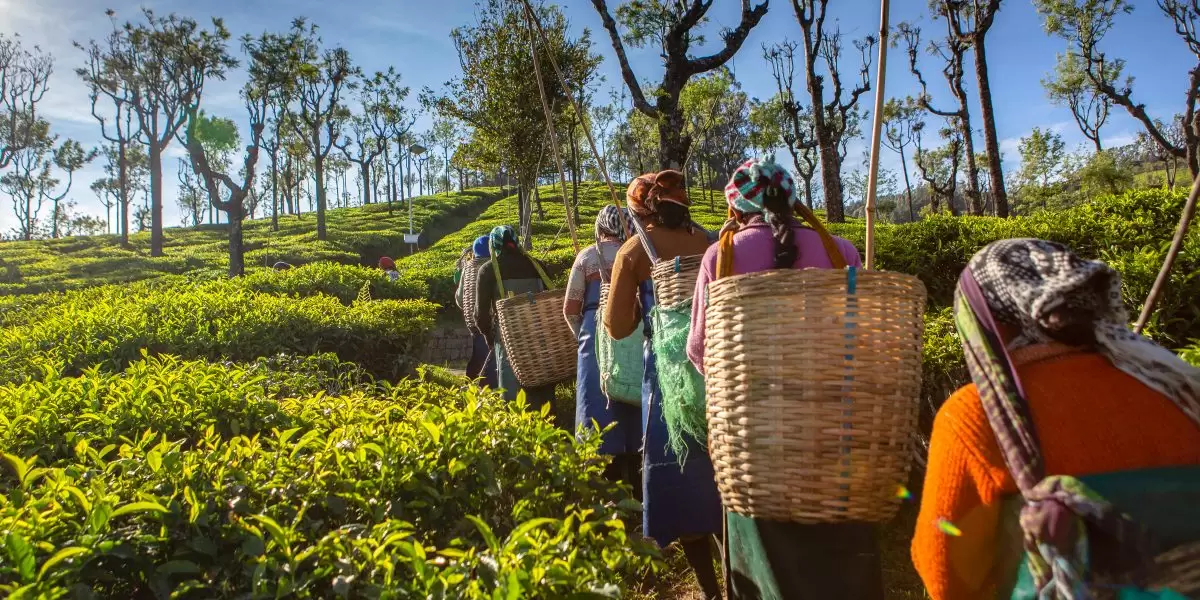 Tea Lover's Guide To Assam